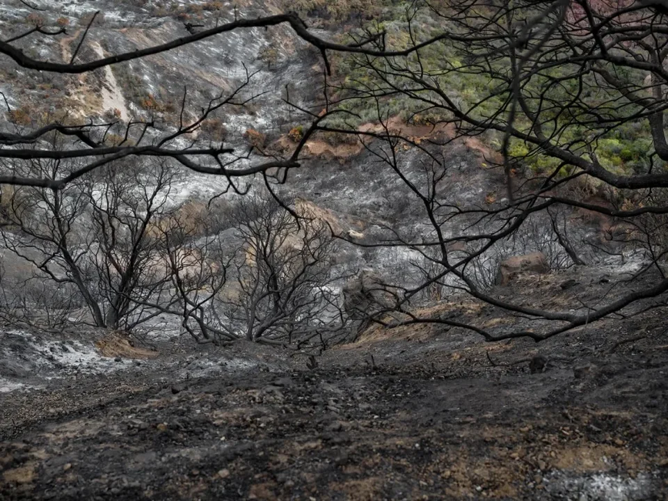 Nicola Dill，Palisades Fire, 2021