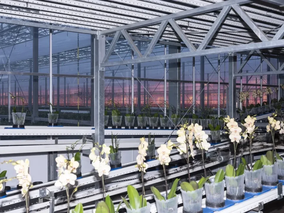 Ter Laak Orchids, orchid production line, Wateringen, Netherlands, 2021