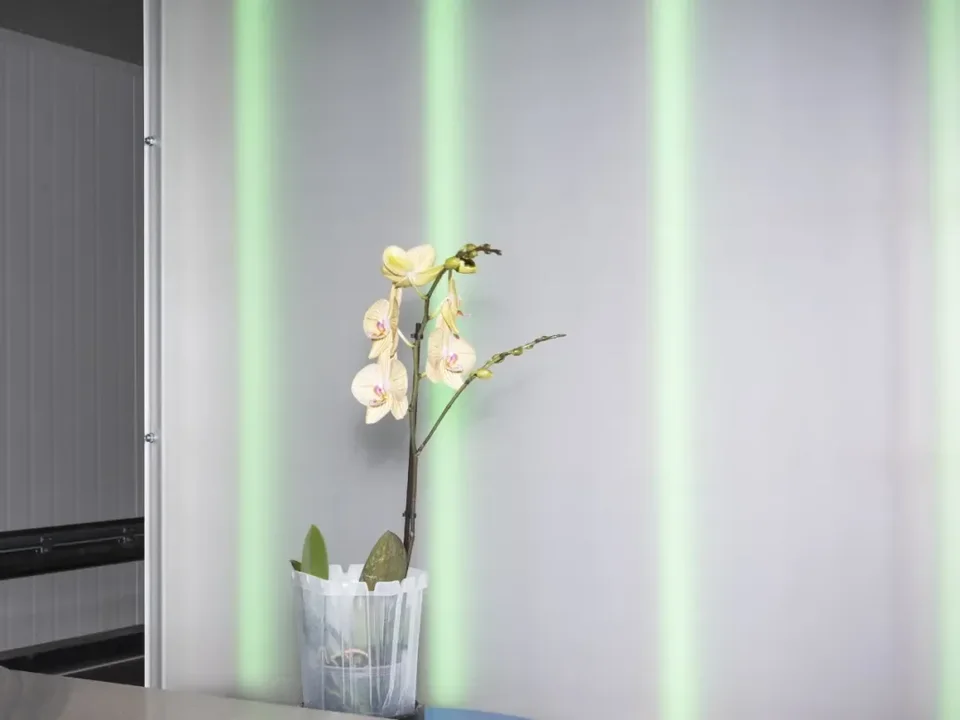 Ter Laak Orchids, camera sorting technology, processing, Wateringen, Netherlands, 2021