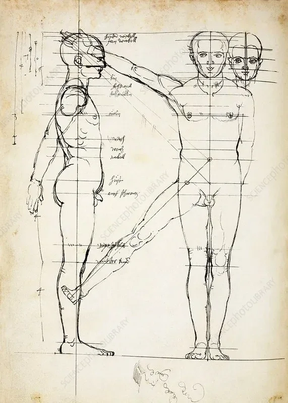 丢勒人体比例研究。图中为德国画家、艺术家阿尔布雷希特·丢勒（Albrecht Durer，1471—1528）所绘男性人体（侧视图与正视图）及伸展的手臂与腿部草图。丢勒在1507年至1523年间对人体比例进行了大量研究，对男性、女性及儿童进行了精确测量，记录人体各定位点之间的距离，并将人体等分为六个部分，由此建立起一套数学模型。研究成果最终结集为1528年出版的《人体比例四书》（Vier Bücher von menschlicher Proportion）。此草图现藏于大英图书馆丢勒素描与手稿收藏。
