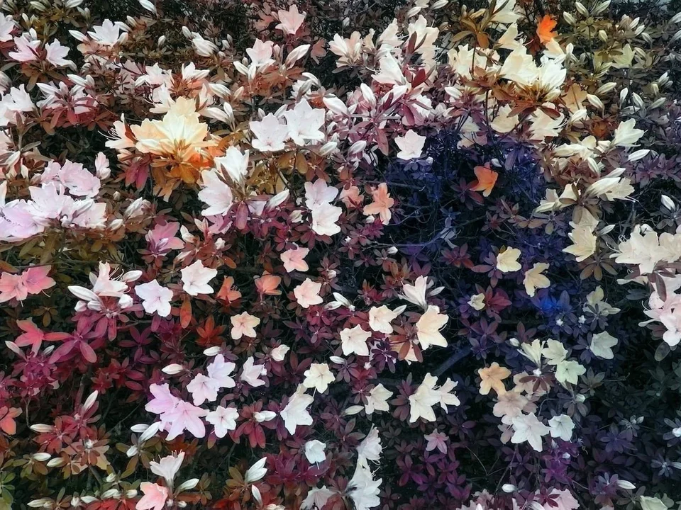 特雷弗·帕格伦，《Bloom》项目中的花卉图像。